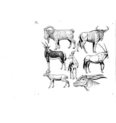ANIMALS HANDMADE ILLUSTRATION