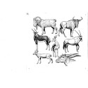 ANIMALS HANDMADE ILLUSTRATION
